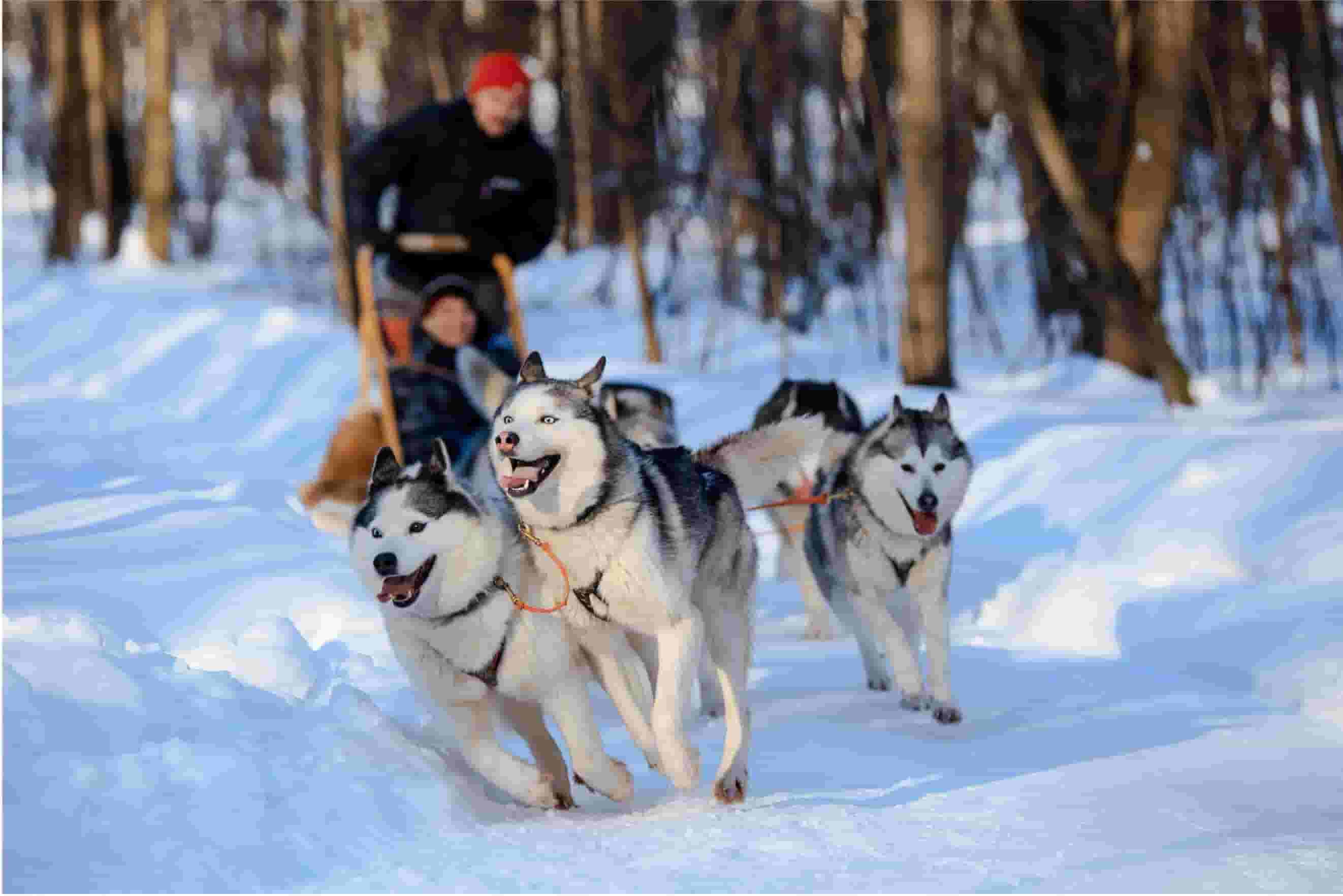 Dog Sledding